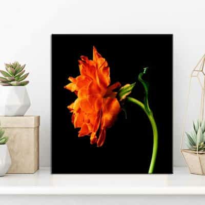 tableau fleur NA- 10