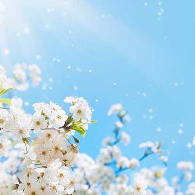 ALIPRINT Fleurs de cerisier blanches sous un ciel bleu, rayons de soleil brillants, ambiance printanière. Idéal pour papier peint nature apaisante. Algerie