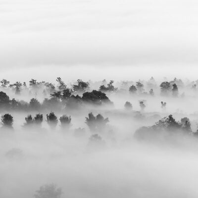 ALIPRINT Forêt embrumée en noir et blanc, brume dense enveloppant les arbres, paysage naturel mystique idéal pour papier peint. Algerie
