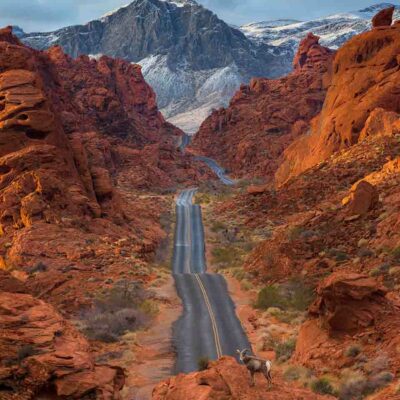 ALIPRINT Route à travers le paysage désertique rouge du Nevada avec un mouflon et montagnes enneigées, idéal pour fond d'écran voyage nature. Algerie