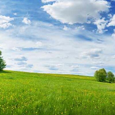 ALIPRINT Paysage champêtre idyllique avec prairie verdoyante, fleurs sauvages et ciel bleu nuageux, parfait pour un fond d'écran nature apaisant. Algerie